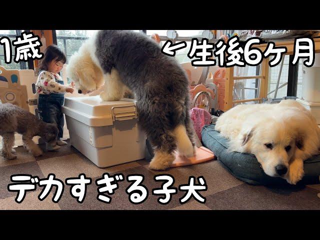 【デカ！】どんどん大きくなる子犬の成長が凄まじくて生後６ヶ月ということが信じられません笑｜グレートピレニーズ＆オールドイングリッシュシープドッグ＆トイプードル