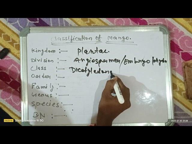 classification of mango in the living world