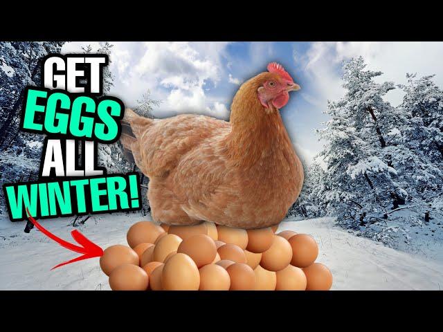 Do THIS To Get MORE EGGS This WINTER! | Winter Chicken Care!