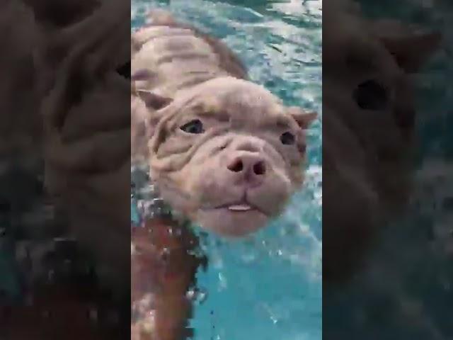 Adorable Puppy Learns to Swim!