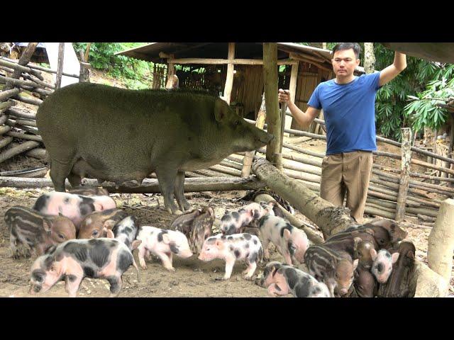Sows give birth consecutively. How can I raise them?. Robert | Green forest life