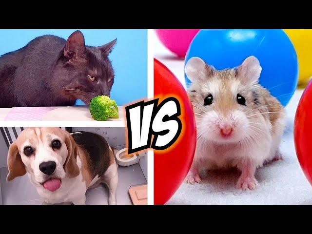 Team HAMSTER vs DOG vs CAT  Challenges for REAL LIFE PETS, who will win?