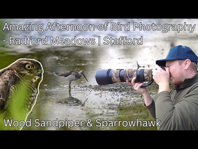 Late Summer Birdwatching/Photography at Radford Meadows | Wood Sandpiper & Sparrowhawk Sightings