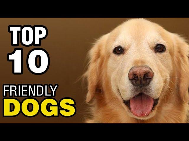 TOP 10 FRIENDLY DOG BREEDS