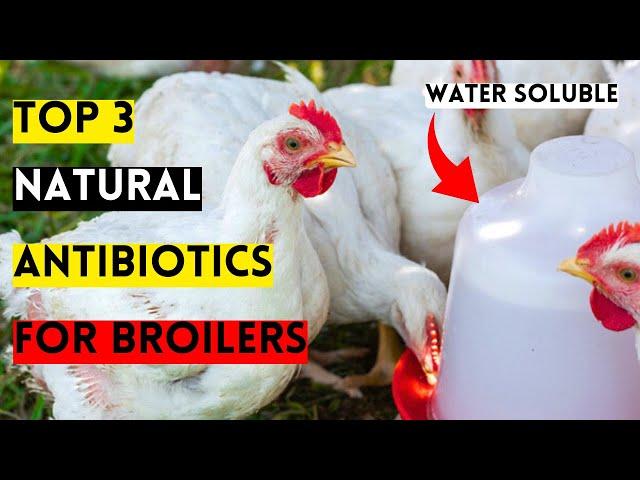 MY TOP 3 BEST NATURAL ANTIBIOTICS FOR BROILERS | CURE Any Common Chicken Disease Using These TREATS