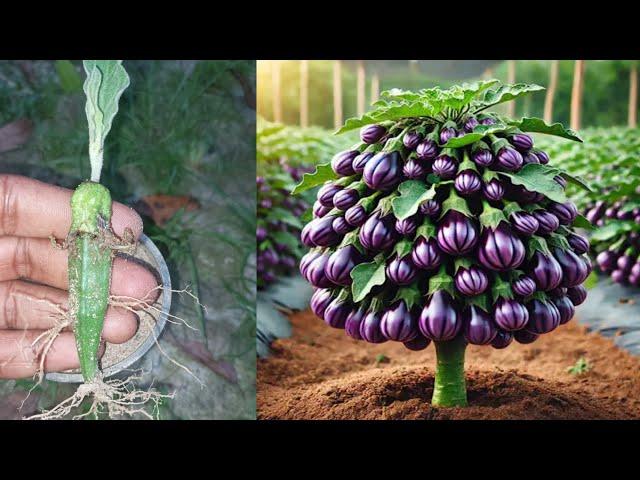 How to grow eggplant with many fruits, growing eggplant at home