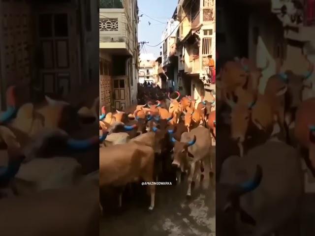 cow status | whatapp status | Instagram reels ️