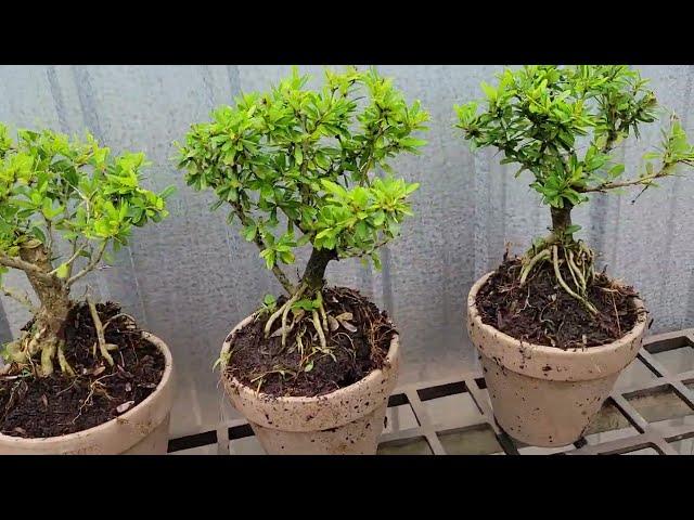 Bonsai Mini chỉ 30.k tặng cả chậu 0933368532linhsamnuitraihuonguyetquehongocmaichieuthuykimquytung