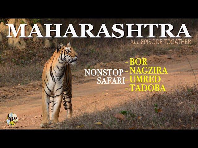 TOP 4 WILDLIFE SAFARI OF  MAHARASHTRA - BOR - NAGZIRA -  UMRED KHARANDLA - TADOBA ALL IN ONE EPISODE