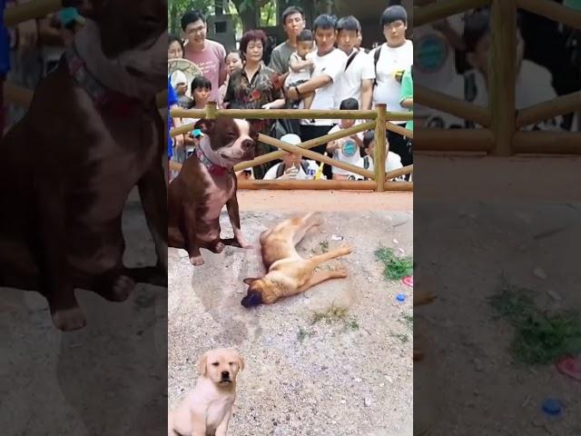 Confusing behavior of dogs