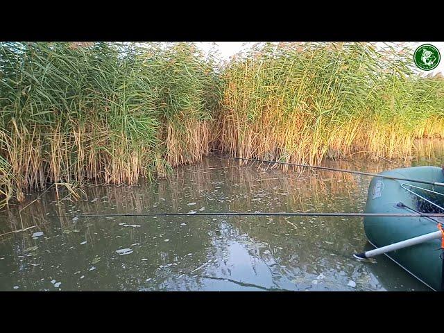 РЫБИНЫ ОТРЫВАЮТ КРЮЧКИ! РЫБАЛКА В КАМЫШАХ, УДОЧКА В ДУГУ, КАРП, САЗАН, ЛИНЬ, С НОЧЕВКОЙ НА НЕМЕЦКОМ