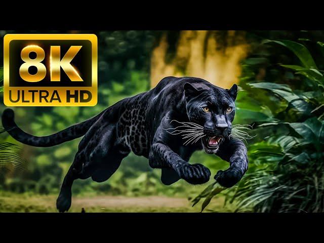 Охотники животные - 8K (60 кадров в секунду) Ultra HD - со звуками природы (красочно динамичным)