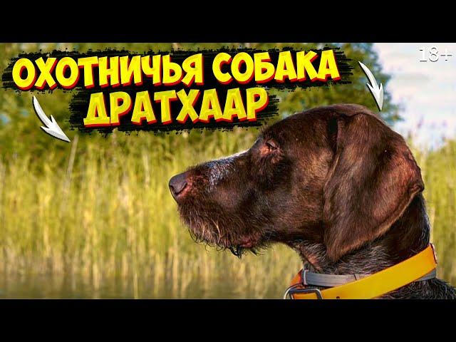 Охотничья собака дратхаар. Лучший в охоте на Кабана, Косулю, Гуся и Утку.