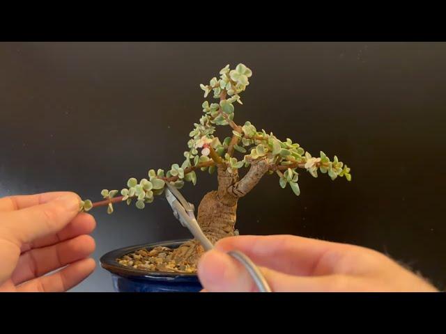 Winter Pruning 3 Bonsai Trees - A Trifecta of Fun (Dwarf Jade Portulacaria Afra)