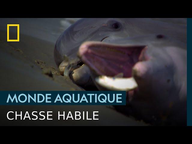 La dangereuse technique de pêche du grand dauphin