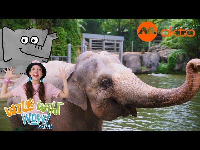 Elephants and their naughty Noses in the Singapore Zoo!  | Wild Wild Wow S1E06A | @mediacorpokto