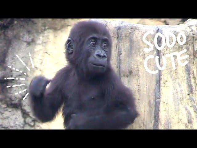 Ringo slapped his brother, Jabali couldn't stop laughing |D'jeeco Family|Gorilla|Taipei zoo