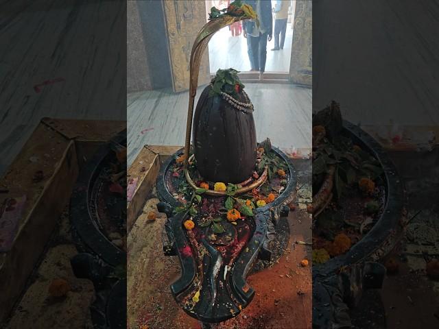 Mahadev Ki Kripa #mahadev #mahakumbh2025 #shiv #shorts #trending
