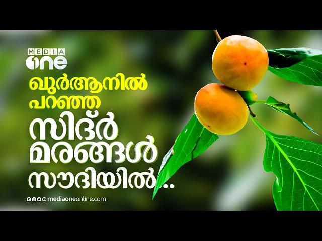 സൗദിയിലുണ്ട് ഖുർആൻ പറഞ്ഞ സിദ്ർ മരങ്ങൾ; നജ്‌റാനിലെ കാഴ്ചകൾ | Sidr Trees in Saudi Arabia Ukhdood