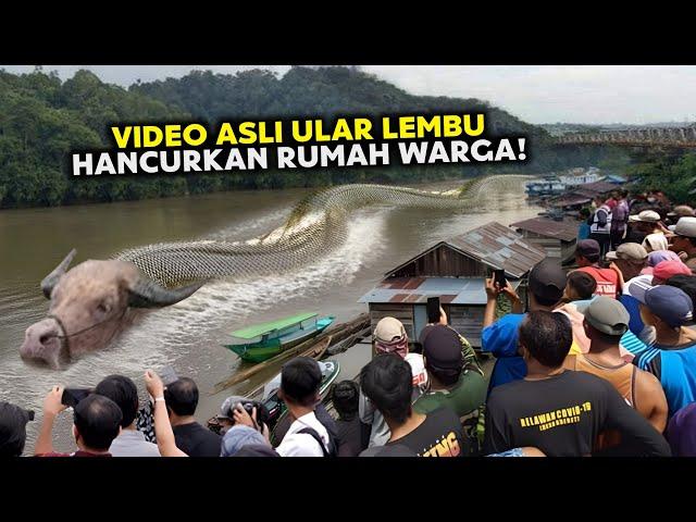 Video Evidence of Ox Snakes Destroying Residents' Houses on the Mahakam River