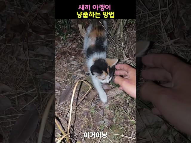 새끼 아깽이 냥줍하는 방법
