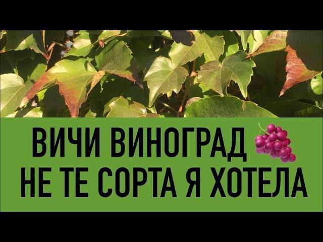 ВИНОГРАД ВИЧИ - СОВСЕМ НЕ ТЕ СОРТА Я ХОЧУ.. Как выбрать, купить сорт винограда. Посадка, выращивание