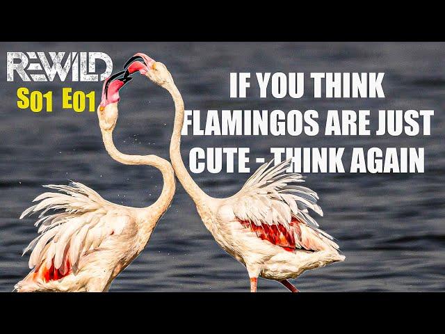 Greater Flamingos – Tough As Nails