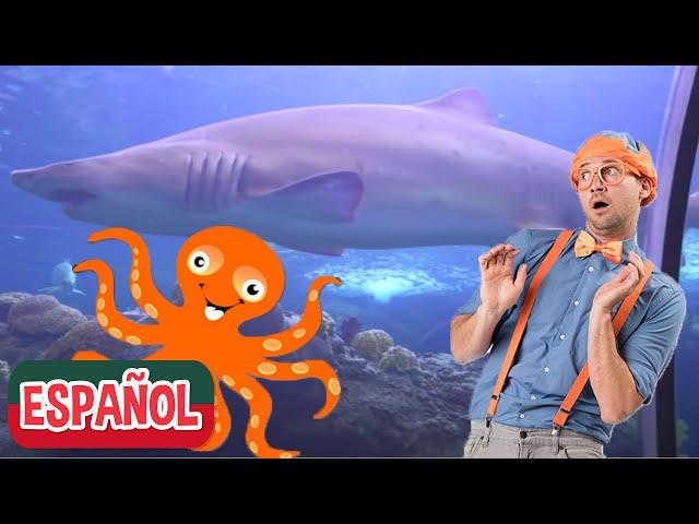 Blippi Visita Acuario | Aprender Sobre Los Animales Marinos | Actividades | Blippi En Español