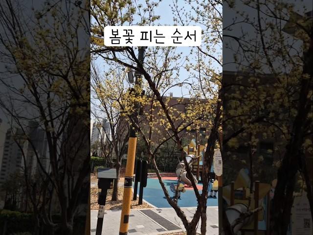 봄꽃 피는 순서 Order of spring flowers