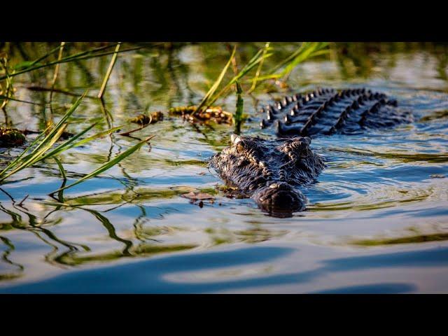 Suspected crocodile attack in Far North Queensland