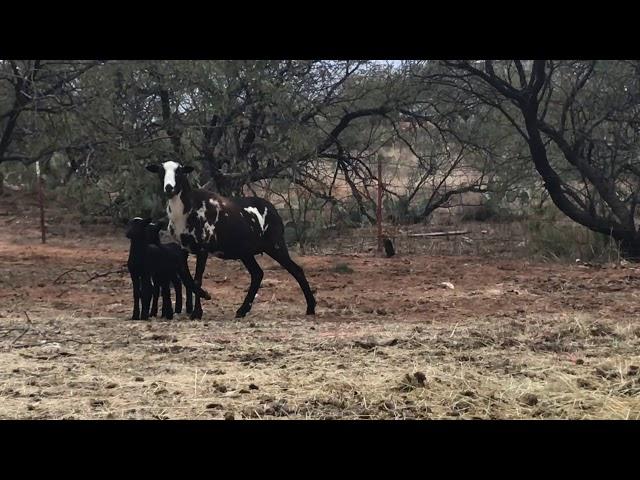 Newborn lambs & hanging out with Nandi & Texas Longhorn (Plus I got a BMW!!!) :)