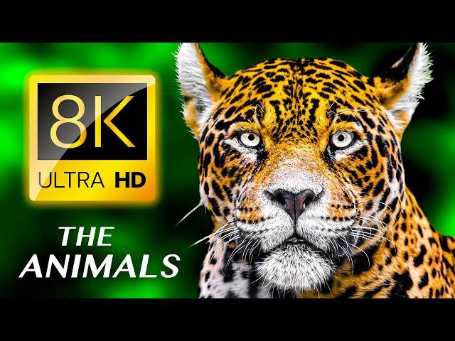 THE ANIMALS 8K ULTRA HD