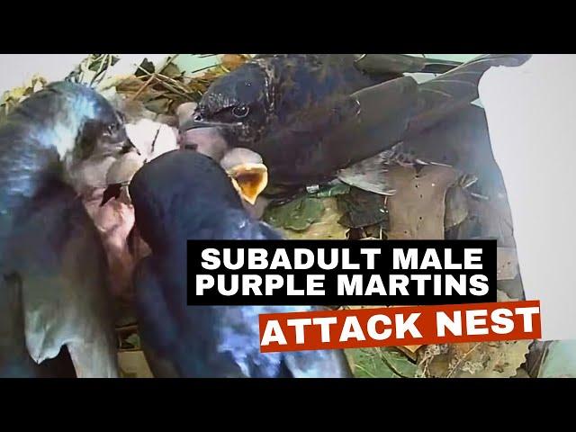 Subadult male Purple Martins attack nest