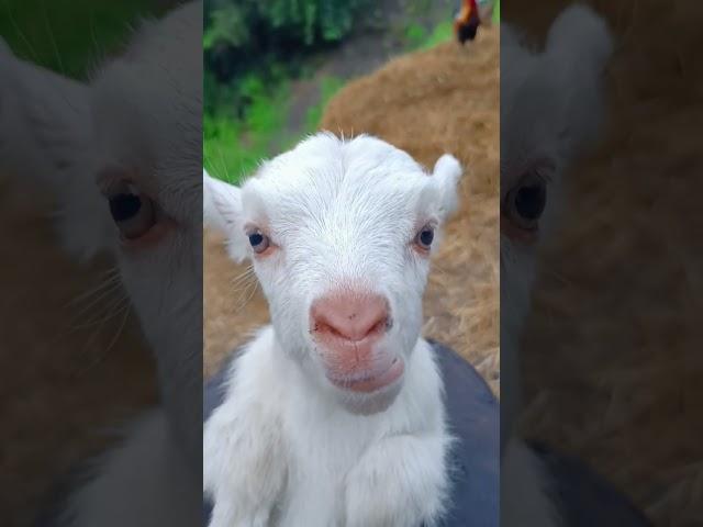 #goatlove#goatlife#goatgram#goatofinstagram#goatfun#goatcute#goatworld#goatpower#goatsofyoutube#goat