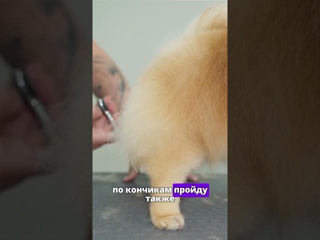 Стрижка шпица задняя часть. Фрагмент из онлайн мастер-класса по грумингу шпица. #груминг #шпиц