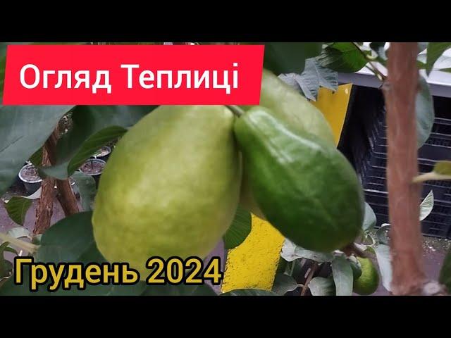 Теплиця в Грудні 2024 року. Плоди екзотів радують)))