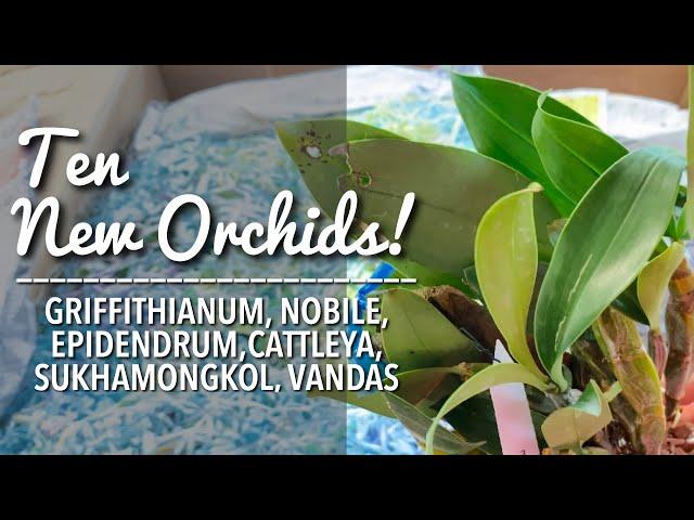 10 NEW ORCHIDS | New Vandas and Thailand Orchid Species From Ms. Cherry L. | Orchid Unboxing