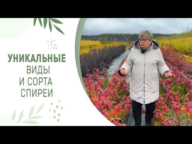 ТАКУЮ СПИРЕЮ ВЫ ЕЩЁ НЕ ВИДЕЛИ | УНИКАЛЬНЫЕ СОРТА И ВИДЫ СПИРЕИ