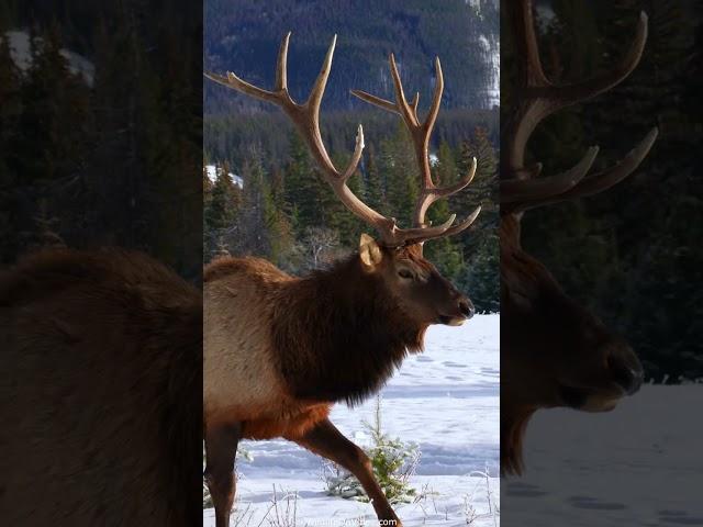 New Years' Elk Bulls in Canada's Rockies