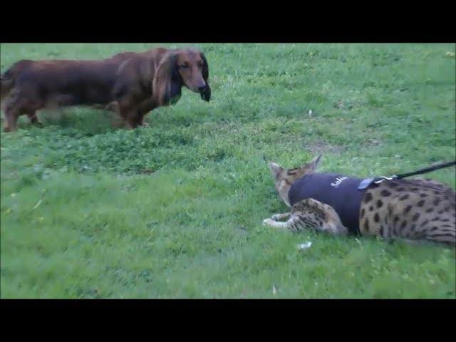 Savannah Cat VS Dog