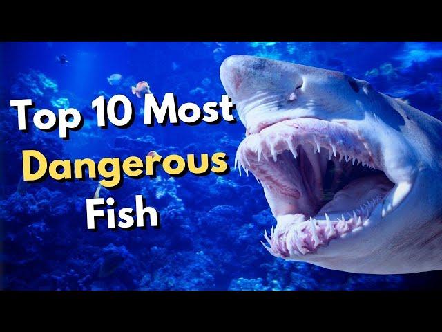 Top 10 Most Dangerous Fish in The World