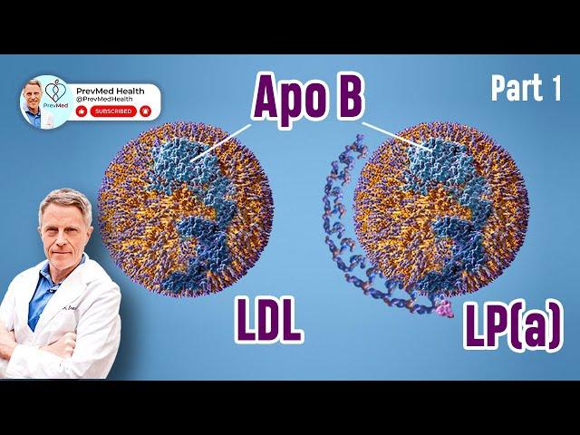 ApoB, LDL and Lpa: My Perspective (Part 1)