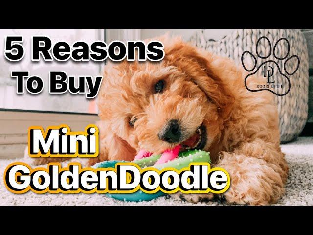 TOP 5 REASONS WHY YOU SHOULD BUY A MINI GOLDENDOODLE