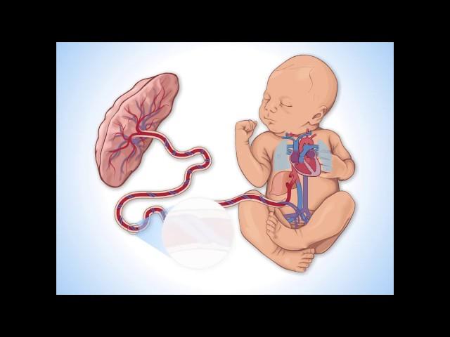 Fetal Circulation - Fundamentals of Fetal Health Surveillance