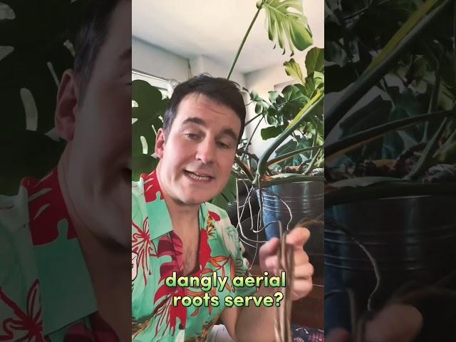 Monstera Houseplant Care - Aerial Roots Removal. #shorts #homegarden #plantcare #hack #plantdaddy