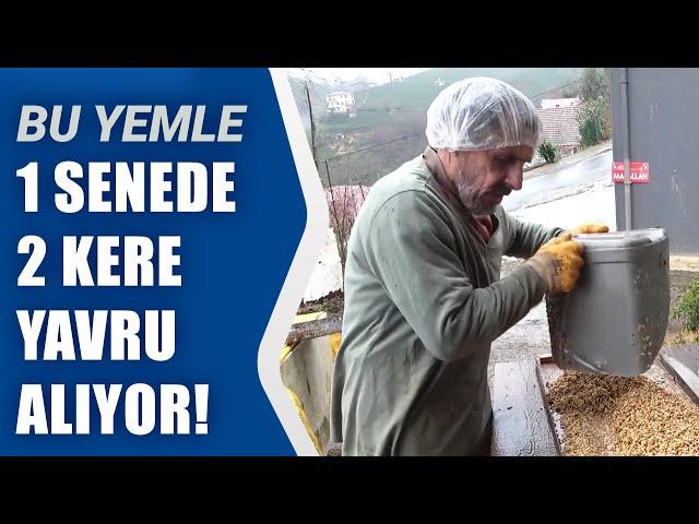 Besicinin 12 Yaşındaki Hayvanı Bu Yemle Hamile! Ayda 10 Ton Yemi Kendi Üretiyor" | Agro TV Haber