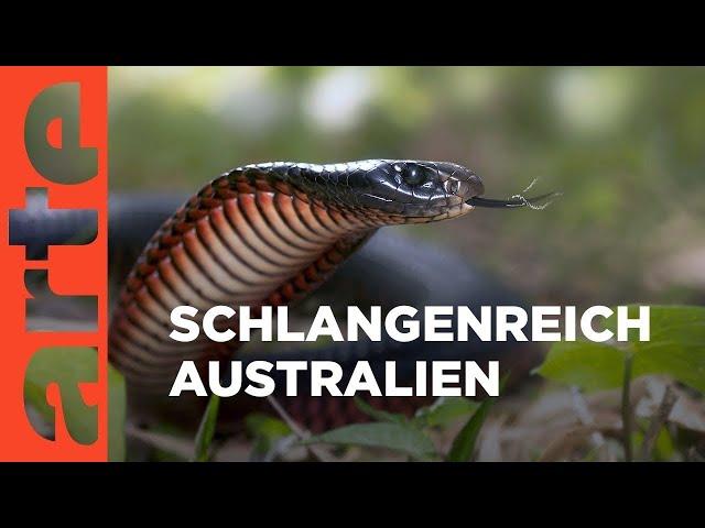 Australiens Schlangen - Giftig und gefährlich | Doku HD Reupload | ARTE