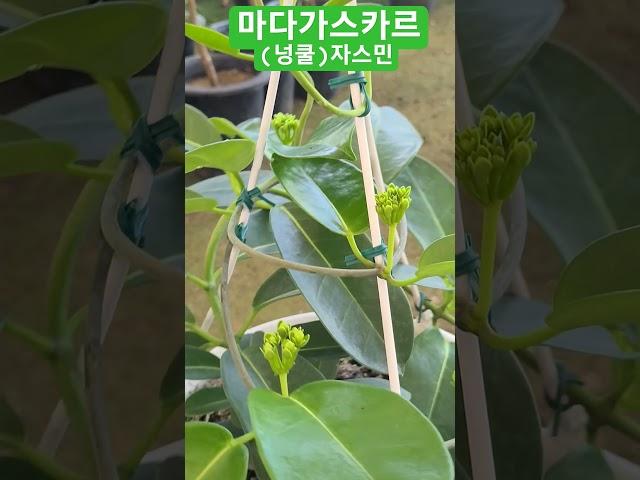 #은혜화훼판매장 #마다가스카르 자스민#넝쿨자스민