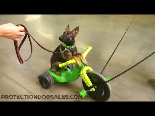 PDS! We Sell Home Raised Professionally Trained Personal Protection Dogs For Families Worldwide PDS!