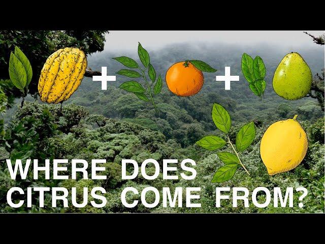 The History and Evolution of Citrus (Documentary)